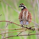 A bird sitting on top of a tree branch.