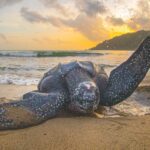 A turtle laying on the beach with its wings spread.