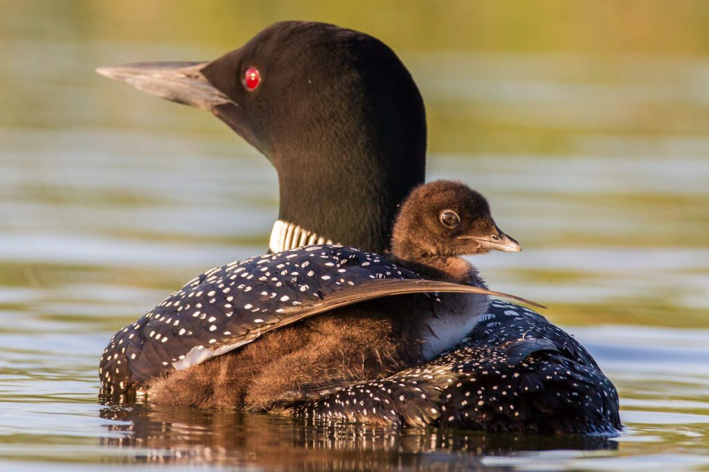 Birds And Birding Loon