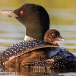 A duck with its chick swimming in the water.