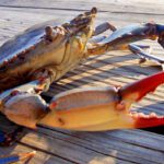 A crab is sitting on the dock next to another crab.