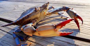 Chesapeake crabs 1