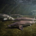A group of fish swimming in the water.