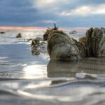 A large piece of seaweed floating in the water.