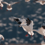 A flock of birds flying in the sky.