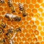 A close up of bees on honeycomb