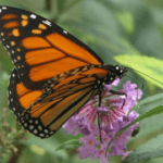 A butterfly is sitting on the flower of a bush.