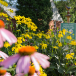 A garden with yellow flowers and purple flowers.