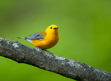 prothonotary warbler