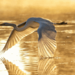 A bird flying over water with its wings spread.