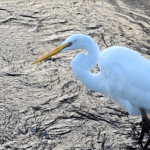 A white bird with long legs and yellow beak.
