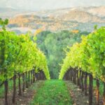A painting of rows of green grapes in the vineyard.