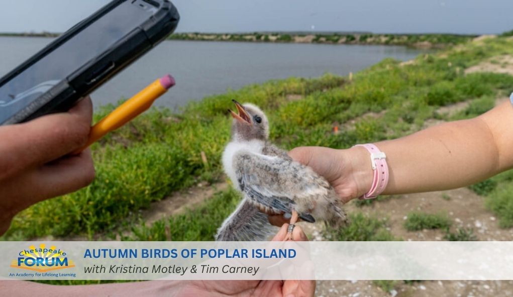 Autum Birds Of Poplar Island