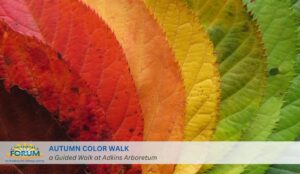 Autumn Color Walk