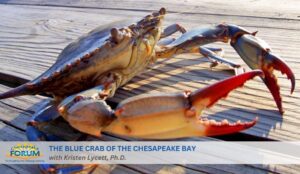 Blue Crabs