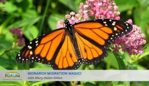 Monarch Magic