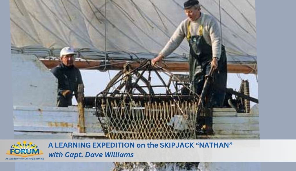 Skipjack nathan 3